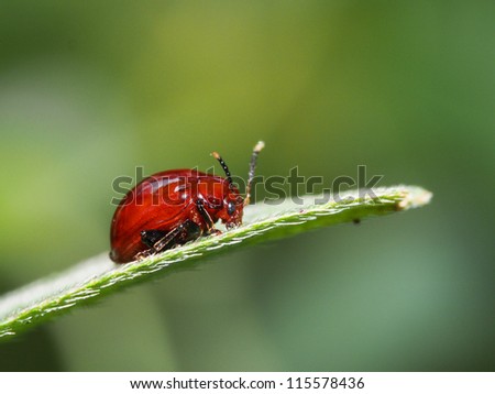 Similar – Image, Stock Photo lonesome beetle Insect