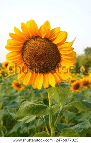 Similar – Foto Bild Schöne Sonnenblumen im Feld natürlicher Hintergrund, Sonnenblume blüht.