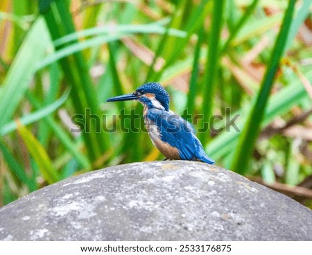 Similar – Image, Stock Photo Kingfisher waiting for prey