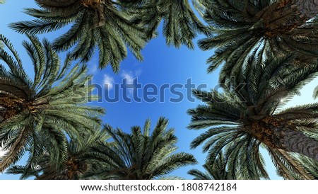 Similar – Image, Stock Photo View up into the treetops of bare conifers in good weather in the autumn month of November