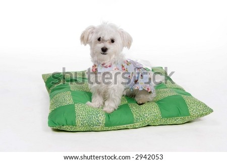 Cute little puppy shot in the studio - fancy and sitting on a green checkered pillow