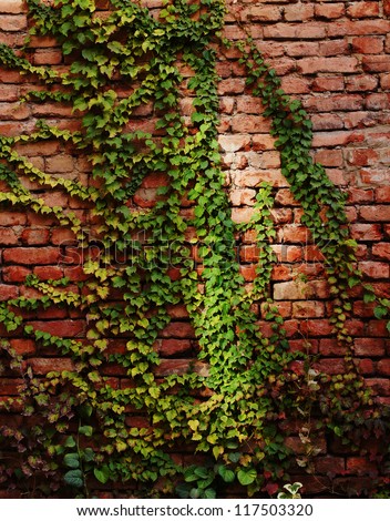 Autumn time: Old wall with ivy plant
