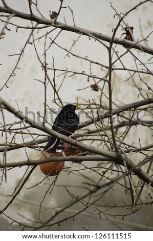 Common Blackbird on the traa branch with ebony fruits
