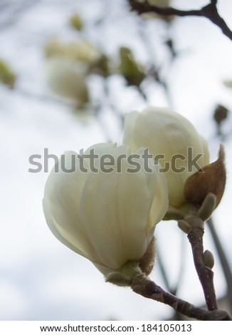Spring time, bud of magnolia flower on the tree branch