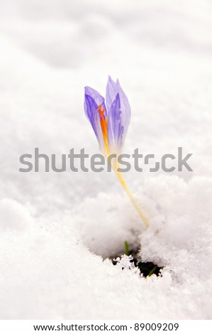 Blue crocus flowers under the first snow
