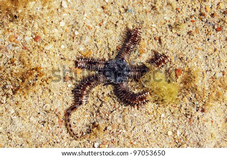 Close up of grey brittle star in the sea
