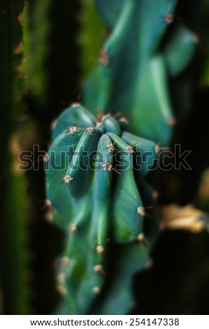 Groups of green cactus budding indoor garden