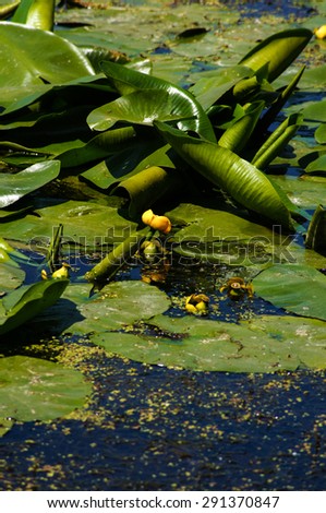Yellow Water-lily and green leaf on the water surface. One can see the reflections of the sun on a yellow flower, leaf and water. Also seen the underwater plants.