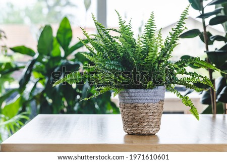 Nephrolepis exaltata (Boston fern, Green Lady) on wooden table with copy space. Nice and modern space of home interior. Cozy home decor. Home garden.