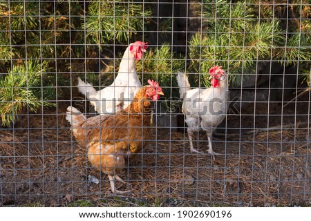 Similar – Foto Bild Hühner hinter dem Zaun in einem Hühnerstall. schwarz-weißes Huhn in kleinem Käfig