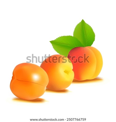 Apricot. Fresh, nutritious, delicious Apricot. A delicious and healthy dessert. Elements for label design. Fruit ingredients in mesh technique. Vector illustration.