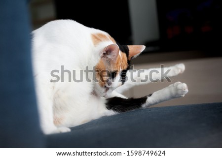 Shutterstock Puzzlepix