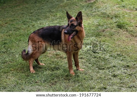 young German Shepherd dog silhouette (on a grass)