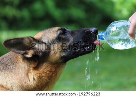 German shepherd dog drinking water during summer heat