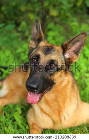 German Shepherd, young German Shepherd, German Shepherd on the grass, the dog