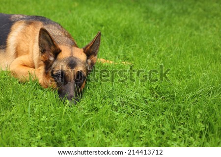 German Shepherd, young German Shepherd, German Shepherd on the grass, the dog