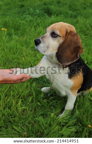 beagle, dog, give me your hand, beagle on the grass