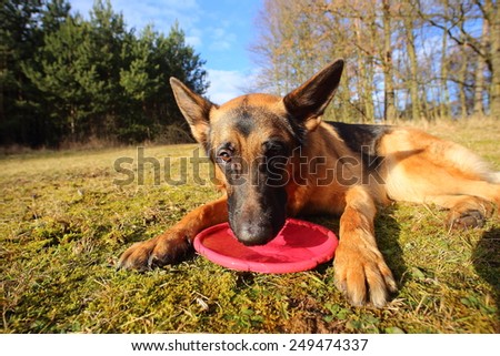 German shepherd in the park / German Shepherd with a toy / tired dog