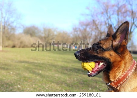 German Shepherd with a toy on the grass, German Shepherd, German Shepherd, German Shepherd on the grass, dog in the park