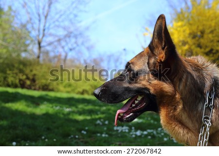German Shepherd, German Shepherd, German Shepherd on the grass, dog in the park, german shepherd profile