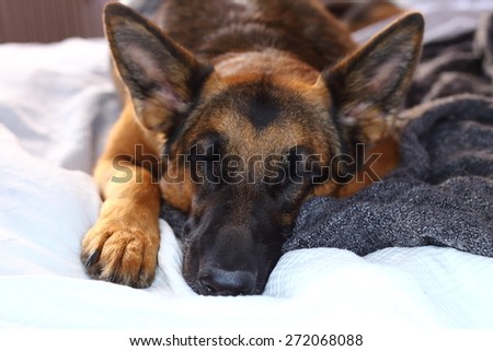 german shepherd lying on the bed at home, sleep dog