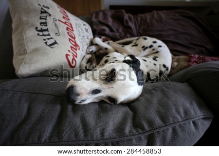 dalmatian lying on the bed at home, dog in dots