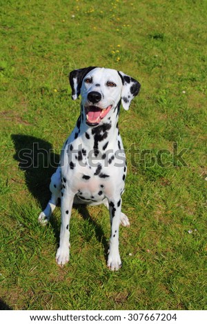 dalmatian, adult dalmatian, dalmatian portrait, the dog, dalmatian in the park
