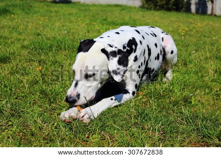 dalmatian, adult dalmatian, dalmatian portrait, the dog, dalmatian in the park, dog lies on the grass, dalmatian in the yard,