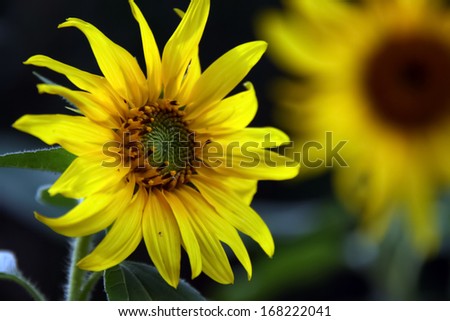 Beautiful  sunflowers  with  large  golden- ray.