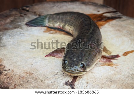 Fresh water fish is considered a valuable food for asian people.