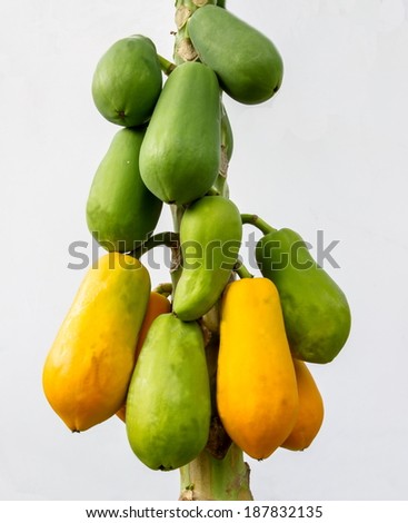 Papaya is very healthy  for human being.