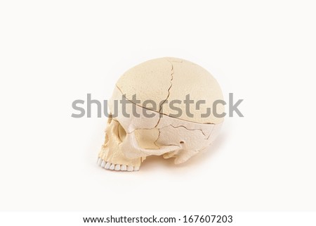 toy skull visual aid