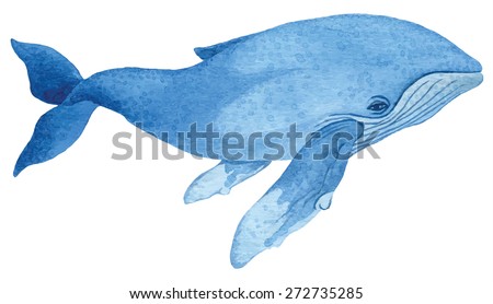 Humpback whale - hand drawn watercolor vector illustration