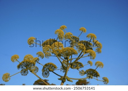 Similar – Image, Stock Photo blooming giant fennel in Sicily
