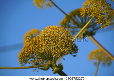 Similar – Image, Stock Photo blooming giant fennel in Sicily
