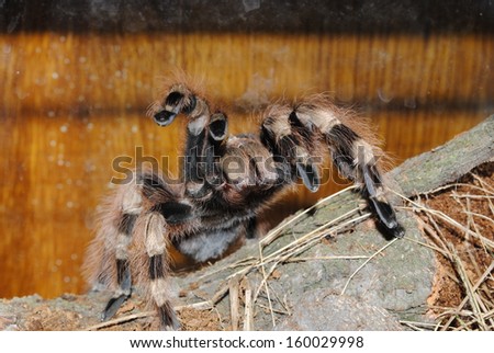 Tarantula spider Acanthocurria geniculata in front
