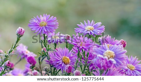 Ice crystals in early morning on purple Chrysanthemum flower