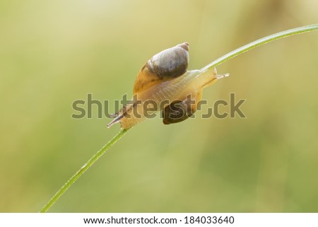 two snails on a thin blade of grass wet, crawling in different directions