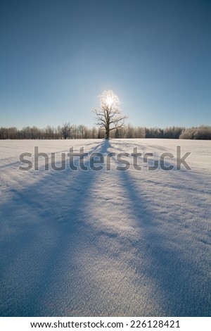 winter oak in hoarfrost, on a background of the blue sky