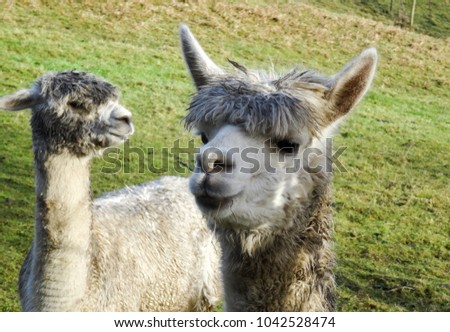 Similar – Image, Stock Photo another lama Llama Alpaca