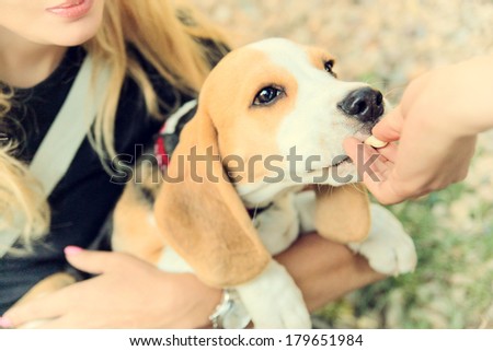 beagle puppy dog eating from hand in woman\'s arms