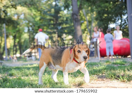 beautiful beagle puppy dog in park with hound position paws up