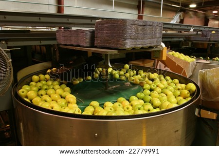 Golden Delicious Apples in a packing tub in a warehouse
