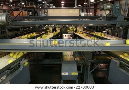 Golden Delicious Apples on conveyor belts in a packing warehouse