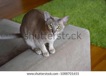 Brighton England UK April, 2018: Lovely Tonkinese female cat with smart face sitting on the sofa at home. Stock photo © 