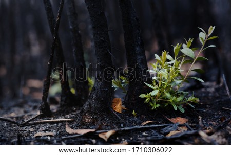 Similar – Foto Bild Nach dem Waldbrand