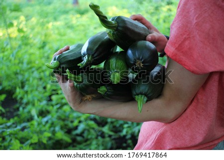 Similar – Image, Stock Photo Hand picking young zucchini fruit with blossom