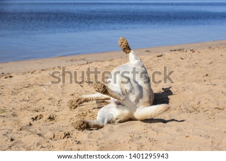 Similar – Image, Stock Photo Blond Labrador lies wet on Baltic Sea beach after bathing in the sea in cold, dull weather and looks into the camera