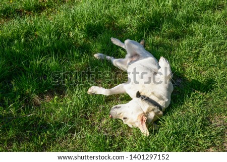 Similar – Image, Stock Photo Blond Labrador lies wet on Baltic Sea beach after bathing in the sea in cold, dull weather and looks into the camera