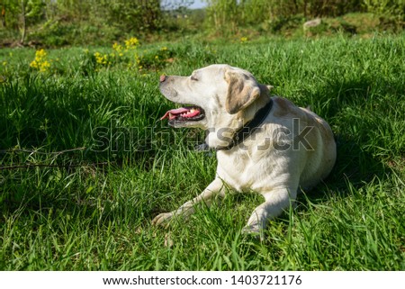 Similar – Image, Stock Photo Blond Labrador lies wet on Baltic Sea beach after bathing in the sea in cold, dull weather and looks into the camera